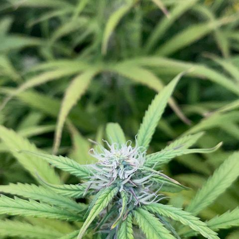 HulkBerry Automatic - by Killicz growlog timeline photo