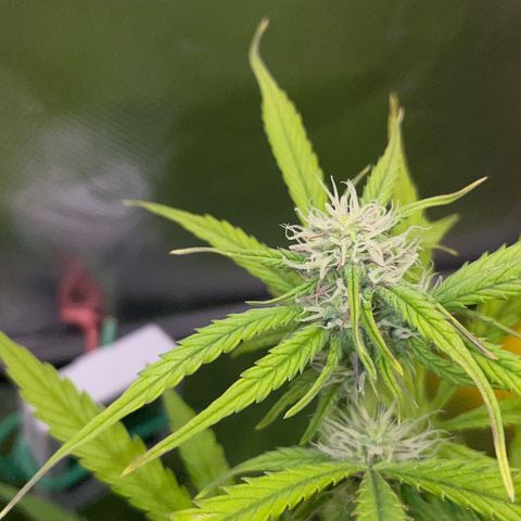 HulkBerry Automatic - by Killicz growlog timeline photo