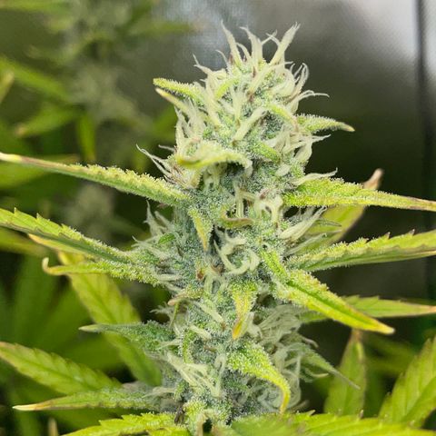Ganja Runtz Auto - by Killicz growlog timeline photo