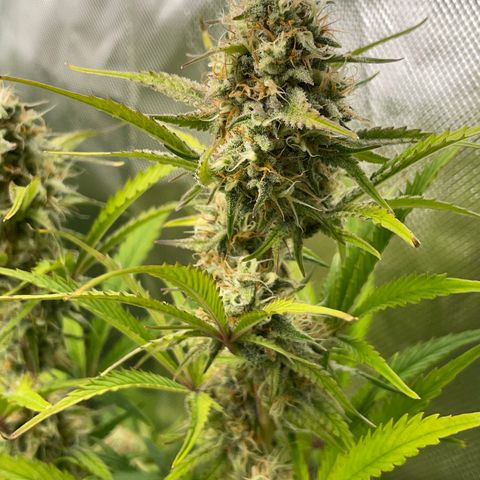 Foto de la cronología del growlog de Papaya Dragon Auto - by Killicz