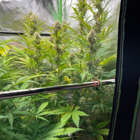 Foto de la cronología del growlog de Papaya Dragon Auto - by Killicz