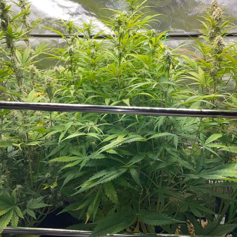 HulkBerry Automatic - by Killicz growlog timeline photo