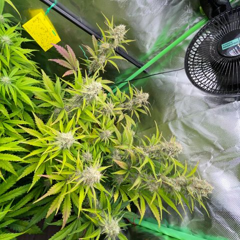Foto de la cronología del growlog de Papaya Dragon Auto - by Killicz