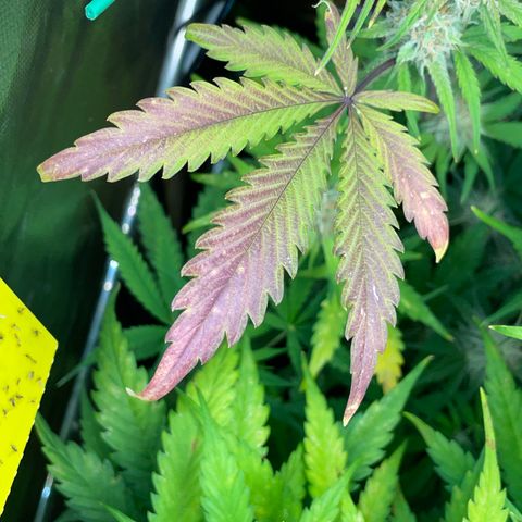 Foto de la cronología del growlog de Papaya Dragon Auto - by Killicz