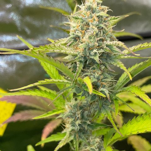 Foto de la cronología del growlog de Papaya Dragon Auto - by Killicz