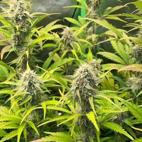 Foto de la cronología del growlog de Papaya Dragon Auto - by Killicz