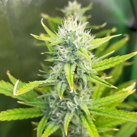 Ganja Runtz Auto - by Killicz growlog timeline photo