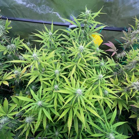 HulkBerry Automatic - by Killicz growlog timeline photo