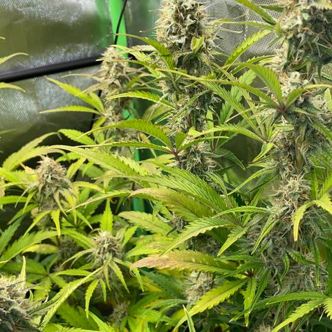 Foto de la cronología del growlog de Papaya Dragon Auto - by Killicz