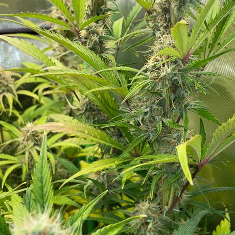 Foto de la cronología del growlog de Papaya Dragon Auto - by Killicz