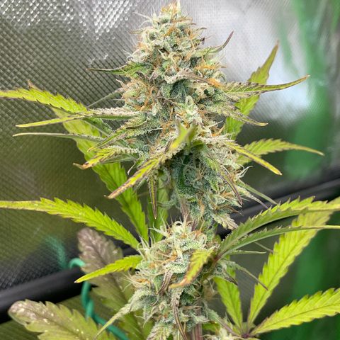Foto de la cronología del growlog de Papaya Dragon Auto - by Killicz