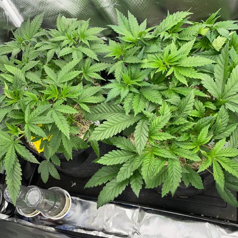 Black Domina - by Killicz growlog timeline photo