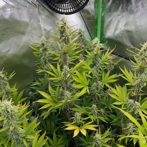 Ganja Runtz Auto - by Killicz growlog timeline photo