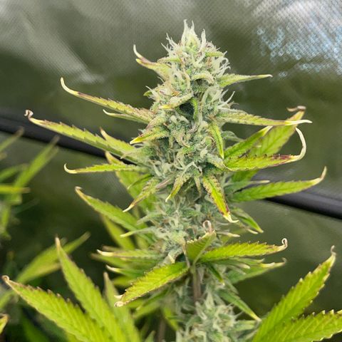 Ganja Runtz Auto - by Killicz growlog timeline photo
