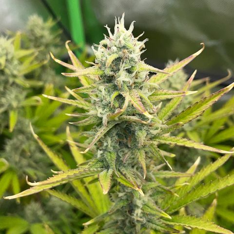 Ganja Runtz Auto - by Killicz growlog timeline photo