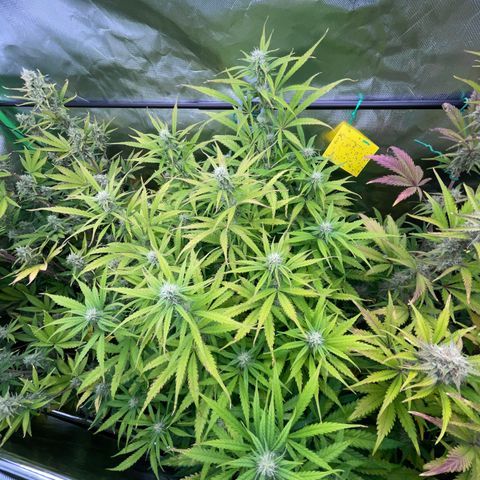 HulkBerry Automatic - by Killicz growlog timeline photo