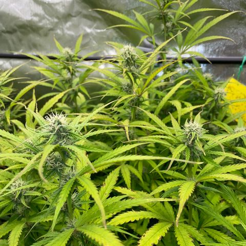 HulkBerry Automatic - by Killicz growlog timeline photo