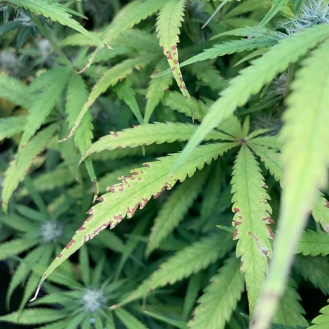 HulkBerry Automatic - by Killicz growlog timeline photo