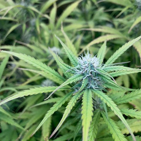 HulkBerry Automatic - by Killicz growlog timeline photo
