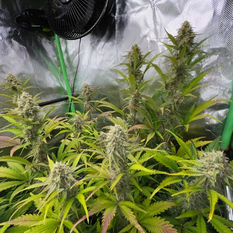 Foto de la cronología del growlog de Papaya Dragon Auto - by Killicz