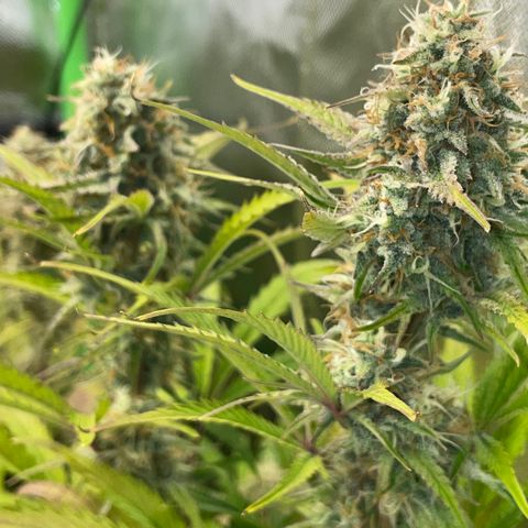 Foto de la cronología del growlog de Papaya Dragon Auto - by Killicz