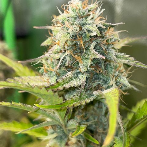 Foto de la cronología del growlog de Papaya Dragon Auto - by Killicz