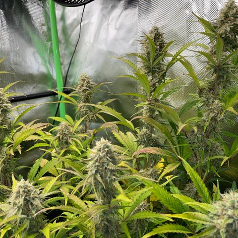 Foto de la cronología del growlog de Papaya Dragon Auto - by Killicz
