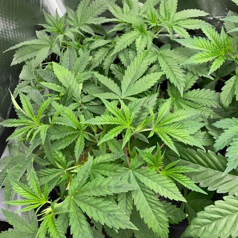 Black Domina - by Killicz growlog timeline photo