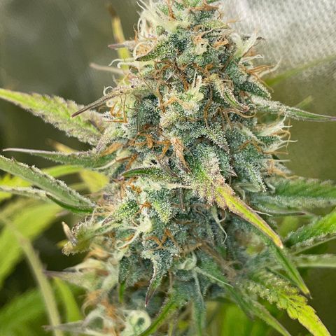 Foto de la cronología del growlog de Papaya Dragon Auto - by Killicz