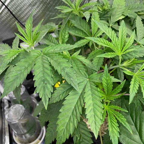 Tropicana Cookies - by Killicz growlog timeline photo