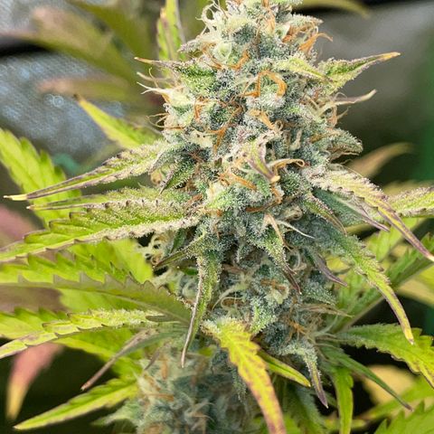 Foto de la cronología del growlog de Papaya Dragon Auto - by Killicz
