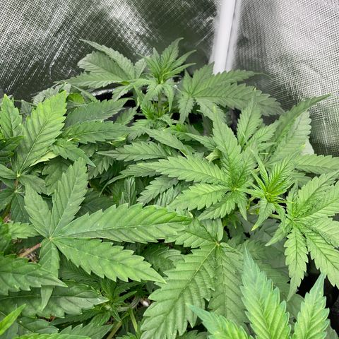 Black Domina - by Killicz growlog timeline photo