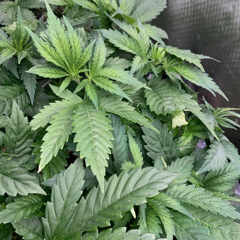 Mimosa Zkittlez Fast - by Killicz growlog timeline photo