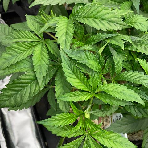 Purple Cookies Fast - by Killicz growlog timeline photo