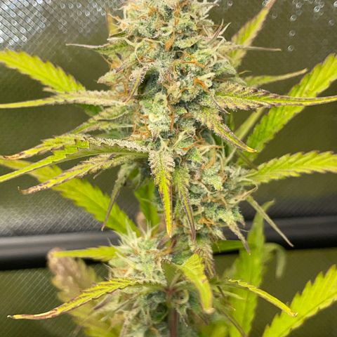 Foto de la cronología del growlog de Papaya Dragon Auto - by Killicz