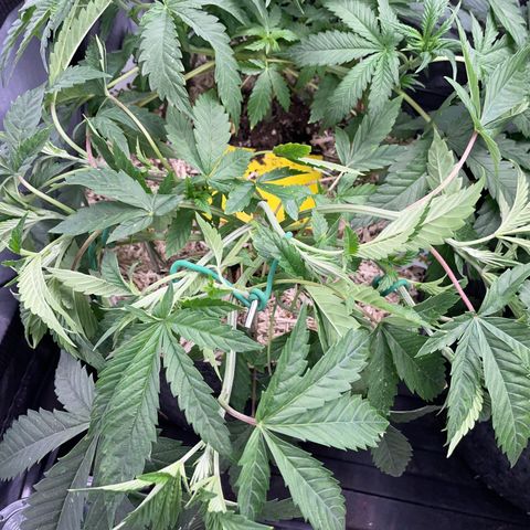 Tropicana Cookies - by Killicz growlog timeline photo