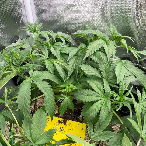 Black Domina - by Killicz growlog timeline photo