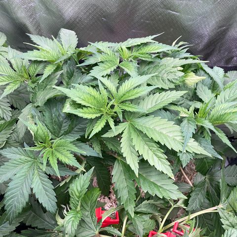 Mimosa Zkittlez Fast - by Killicz growlog timeline photo