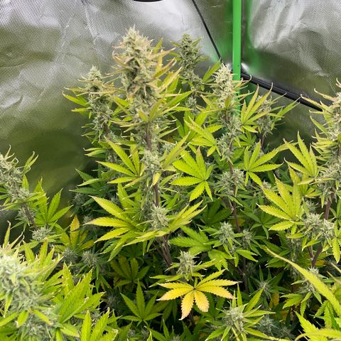 Ganja Runtz Auto - by Killicz growlog timeline photo