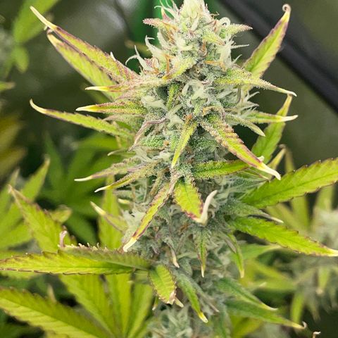Ganja Runtz Auto - by Killicz growlog timeline photo