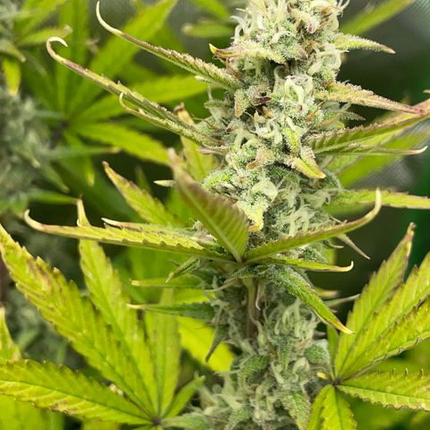 Ganja Runtz Auto - by Killicz growlog timeline photo