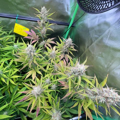 Foto de la cronología del growlog de Papaya Dragon Auto - by Killicz