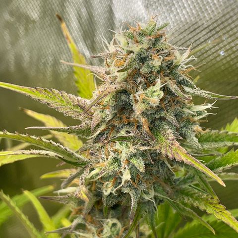Foto de la cronología del growlog de Papaya Dragon Auto - by Killicz