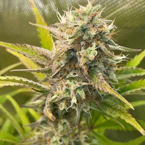 Foto de la cronología del growlog de Papaya Dragon Auto - by Killicz