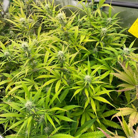 HulkBerry Automatic - by Killicz growlog timeline photo