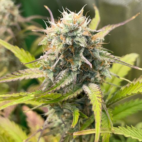 Foto de la cronología del growlog de Papaya Dragon Auto - by Killicz