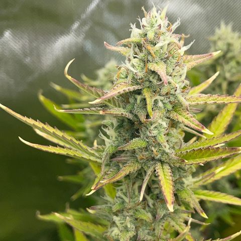 Ganja Runtz Auto - by Killicz growlog timeline photo