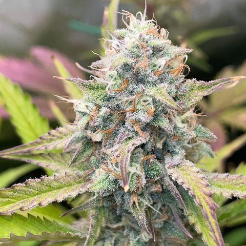Foto de la cronología del growlog de Papaya Dragon Auto - by Killicz