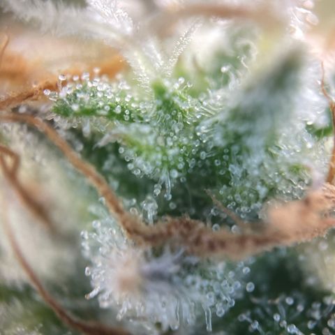 Foto de la cronología del growlog de Papaya Dragon Auto - by Killicz