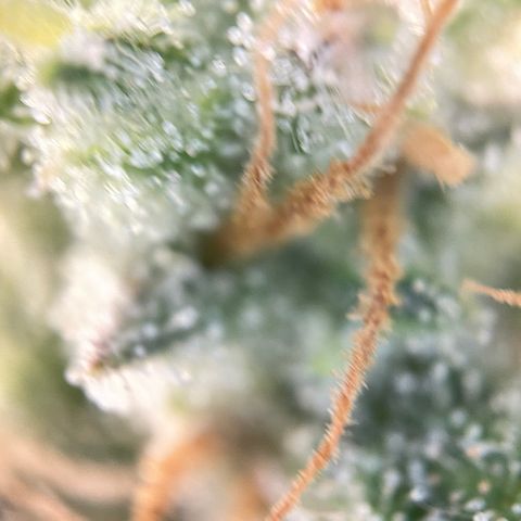 Foto de la cronología del growlog de Papaya Dragon Auto - by Killicz